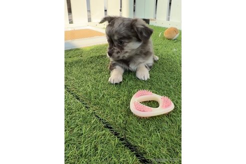 成約済の福岡県のチワワ(ロングコート)-279311の4枚目