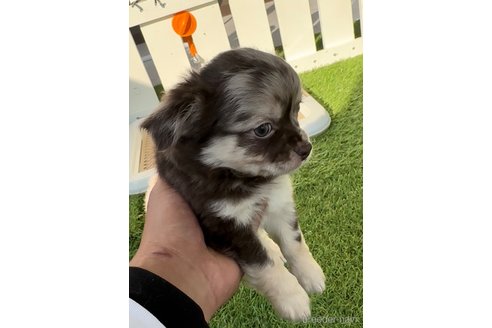 成約済の福岡県のチワワ(ロングコート)-279311の5枚目