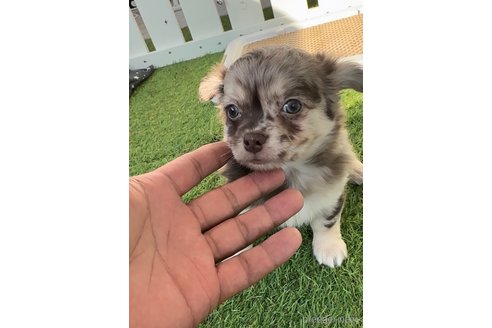 成約済の福岡県のチワワ(ロングコート)-279311の3枚目