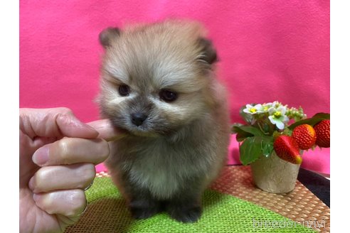 成約済の神奈川県のポメラニアン-282312の5枚目