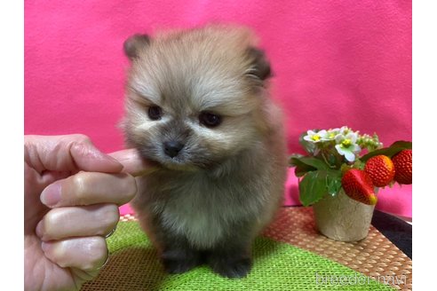 成約済の神奈川県のポメラニアン-282312の2枚目