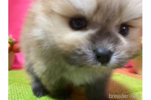 成約済の神奈川県のポメラニアン-282312の4枚目