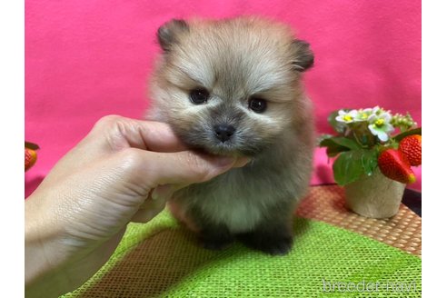 成約済の神奈川県のポメラニアン-282312の3枚目