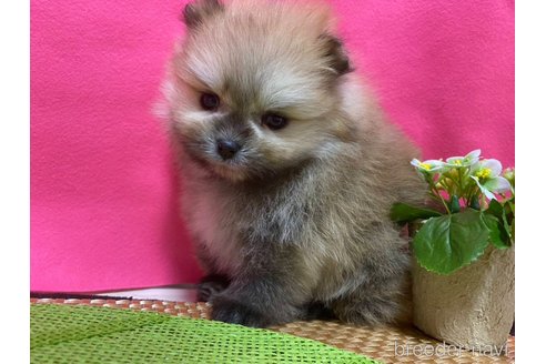 成約済の神奈川県のポメラニアン-282312の2枚目