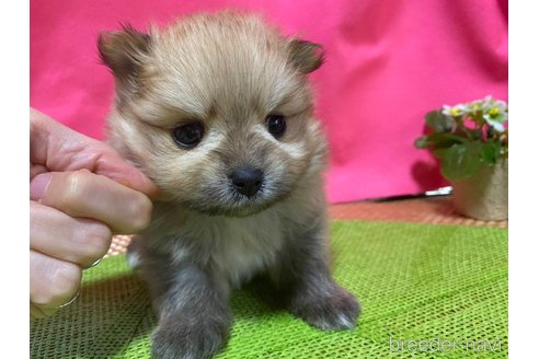 成約済の神奈川県のポメラニアン-282315の3枚目