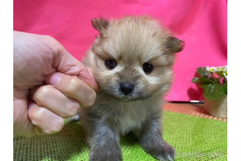 成約済の神奈川県のポメラニアン-282315の4枚目