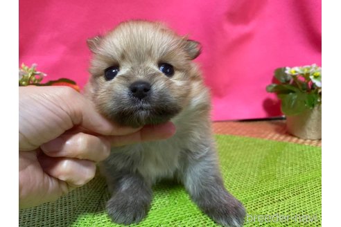 成約済の神奈川県のポメラニアン-282315の3枚目
