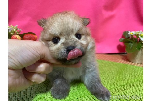 成約済の神奈川県のポメラニアン-282315の1枚目