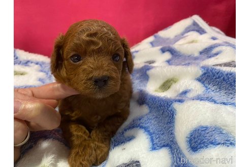 成約済の神奈川県のトイプードル-283730の11枚目