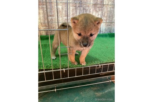 成約済の大阪府の豆柴-284244の2枚目