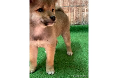 成約済の大阪府の豆柴-284245の7枚目