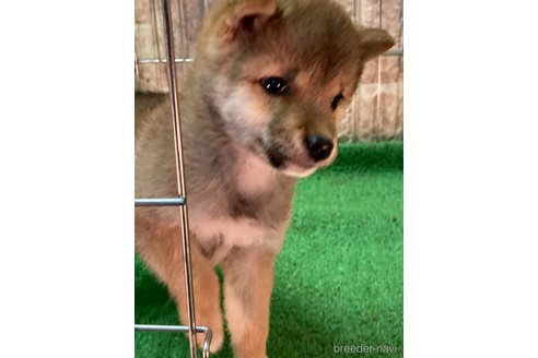 成約済の大阪府の豆柴-284245の9枚目