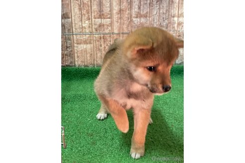 成約済の大阪府の豆柴-284245の8枚目