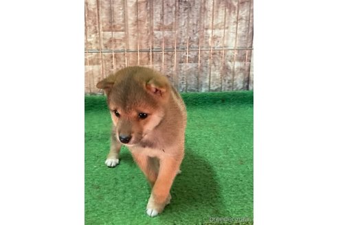 成約済の大阪府の豆柴-284245の11枚目