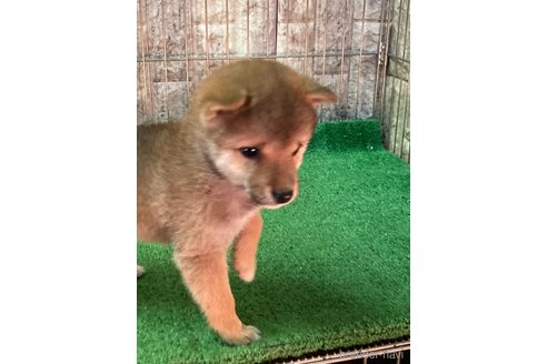 成約済の大阪府の豆柴-284245の12枚目