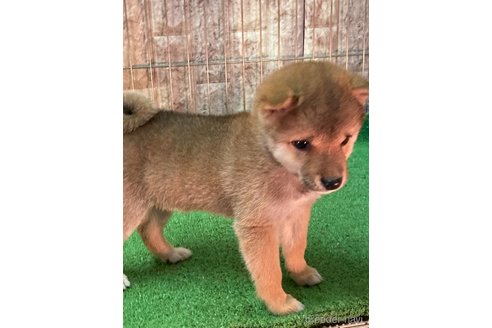 成約済の大阪府の豆柴-284245の10枚目