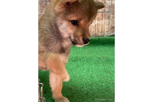 成約済の大阪府の豆柴-284245の2枚目