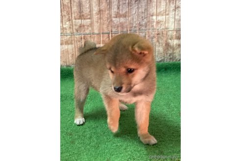 成約済の大阪府の豆柴-284245の5枚目