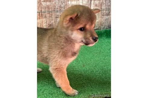 成約済の大阪府の豆柴-284245の3枚目