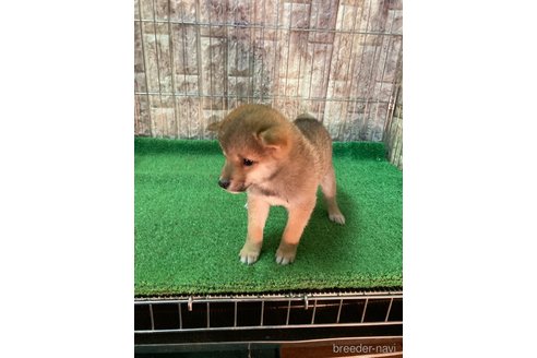 成約済の大阪府の豆柴-284245の6枚目