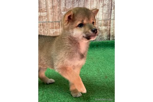 成約済の大阪府の豆柴-284245