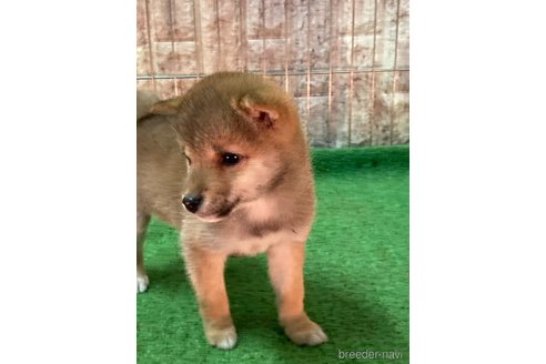 成約済の大阪府の豆柴-284245の4枚目