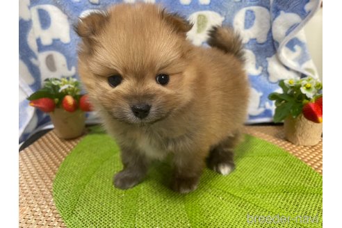 成約済の神奈川県のポメラニアン-282359の20枚目