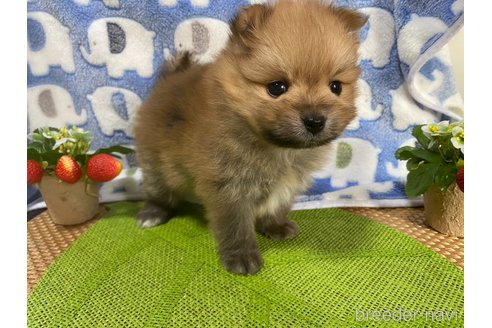 成約済の神奈川県のポメラニアン-282359の17枚目
