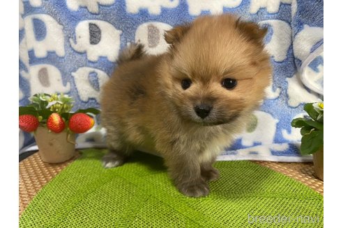 成約済の神奈川県のポメラニアン-282359の19枚目