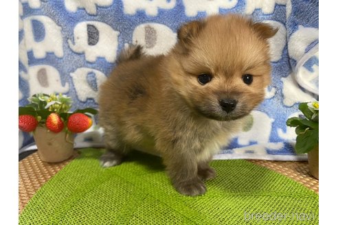 成約済の神奈川県のポメラニアン-282359の18枚目