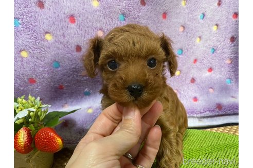 成約済の神奈川県のタイニープードル-280865の35枚目