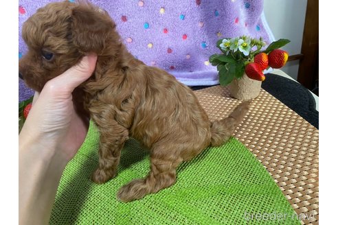 成約済の神奈川県のタイニープードル-280865の30枚目
