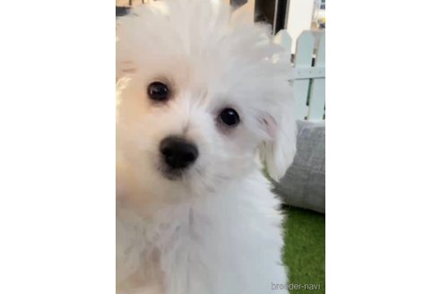 成約済の福岡県のポメマル:ポメラニアン×マルチーズ-274079の5枚目