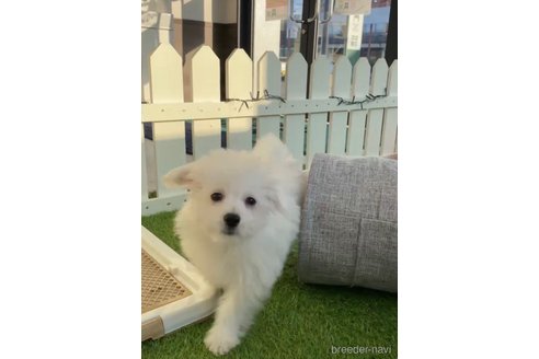 成約済の福岡県のポメマル:ポメラニアン×マルチーズ-274079の6枚目