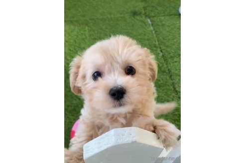成約済の福岡県のチワプー:チワワ×トイプードル-281980の10枚目