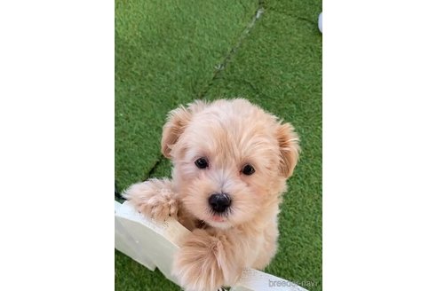 成約済の福岡県のチワプー:チワワ×トイプードル-281980の11枚目