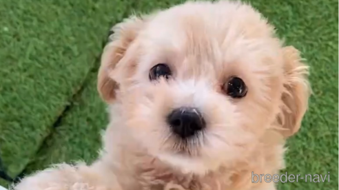 成約済の福岡県のチワプー:チワワ×トイプードル-281980の9枚目