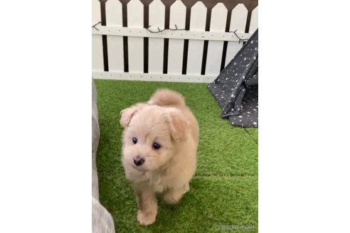 成約済の福岡県のポメプー:ポメラニアン×トイプードル-283264の2枚目