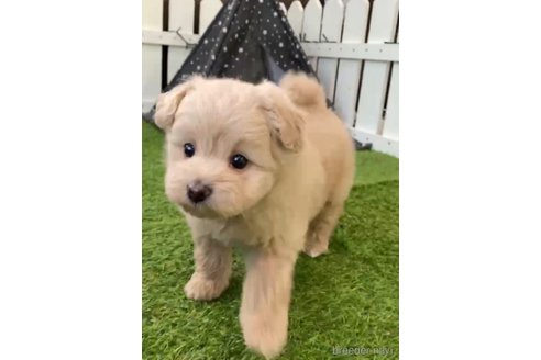 成約済の福岡県のポメプー:ポメラニアン×トイプードル-283264の3枚目