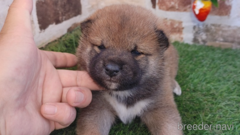 成約済の鹿児島県の柴犬-284288の1枚目