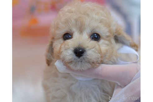 成約済の埼玉県のチワプー:チワワ×トイプードル-281469の2枚目