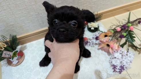 成約済の広島県のチワプー:チワワ×トイプードル-281649の30枚目