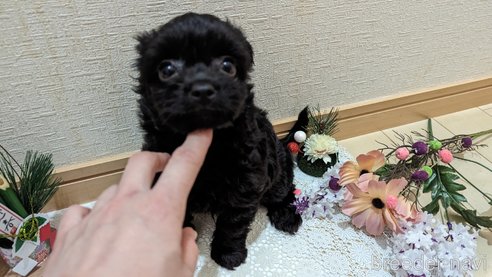 成約済の広島県のチワプー:チワワ×トイプードル-281649の28枚目