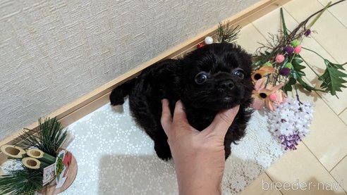 成約済の広島県のチワプー:チワワ×トイプードル-281646の22枚目