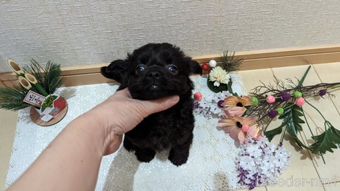成約済の広島県のチワプー:チワワ×トイプードル-281646の20枚目