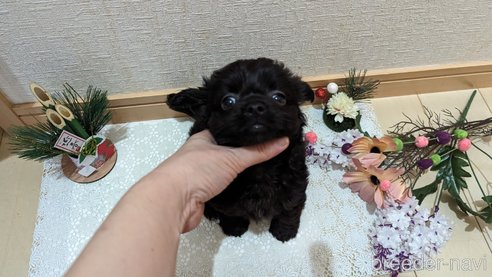 成約済の広島県のチワプー:チワワ×トイプードル-281646の18枚目