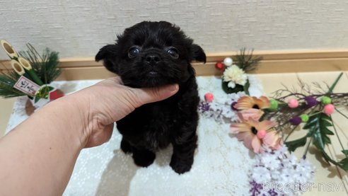 成約済の広島県のチワプー:チワワ×トイプードル-281646の14枚目