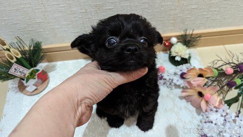 成約済の広島県のチワプー:チワワ×トイプードル-281646の9枚目