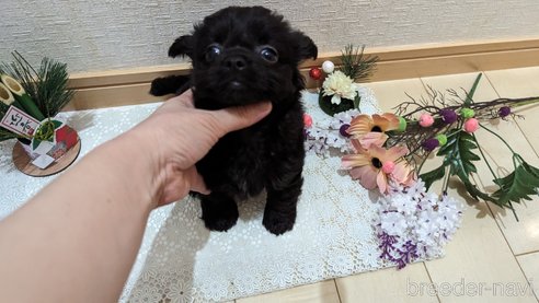 成約済の広島県のチワプー:チワワ×トイプードル-281646の8枚目