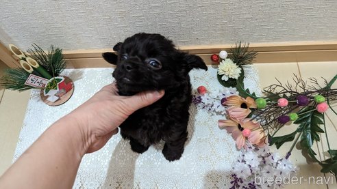 成約済の広島県のチワプー:チワワ×トイプードル-281646の4枚目